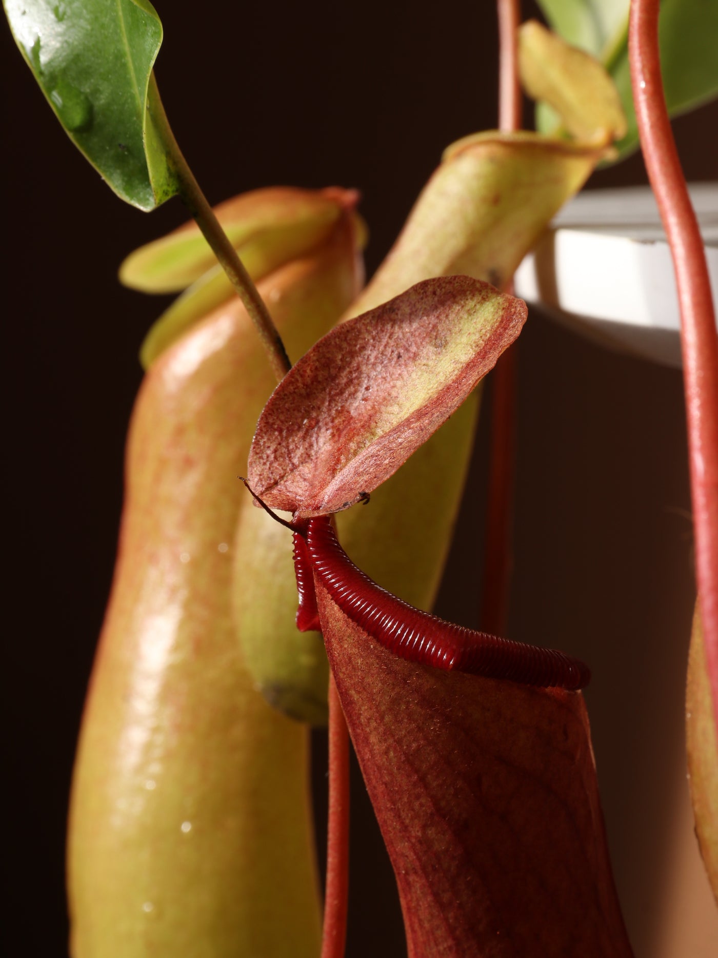 Hanging Pitcher Plant