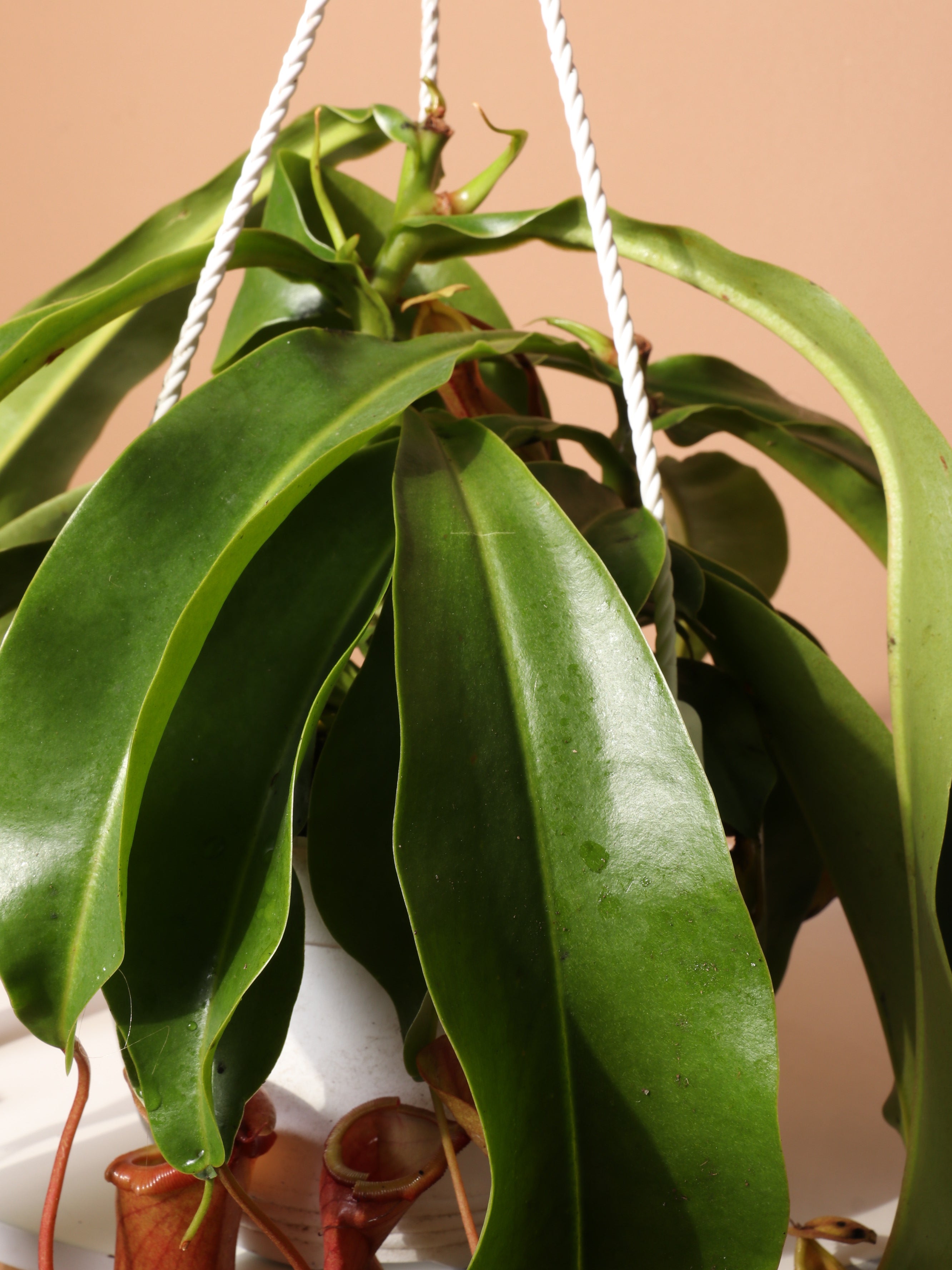 types of hanging pitcher plants Buy Pitcher Plant Online | Hanging Indoor Plant