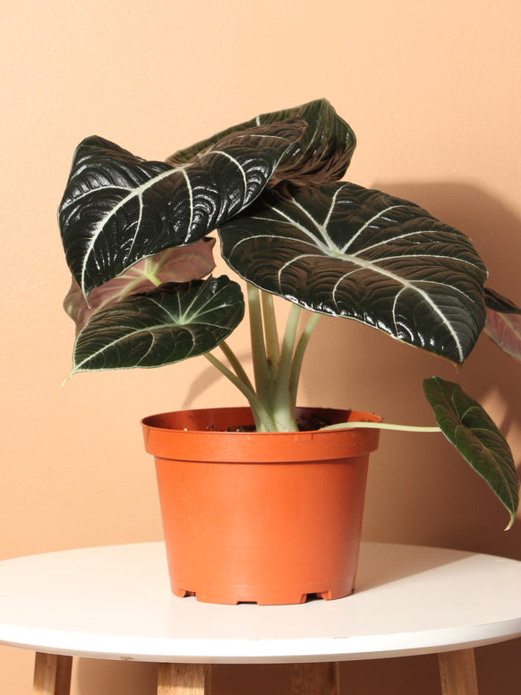 Medium Alocasia 'Black Velvet'