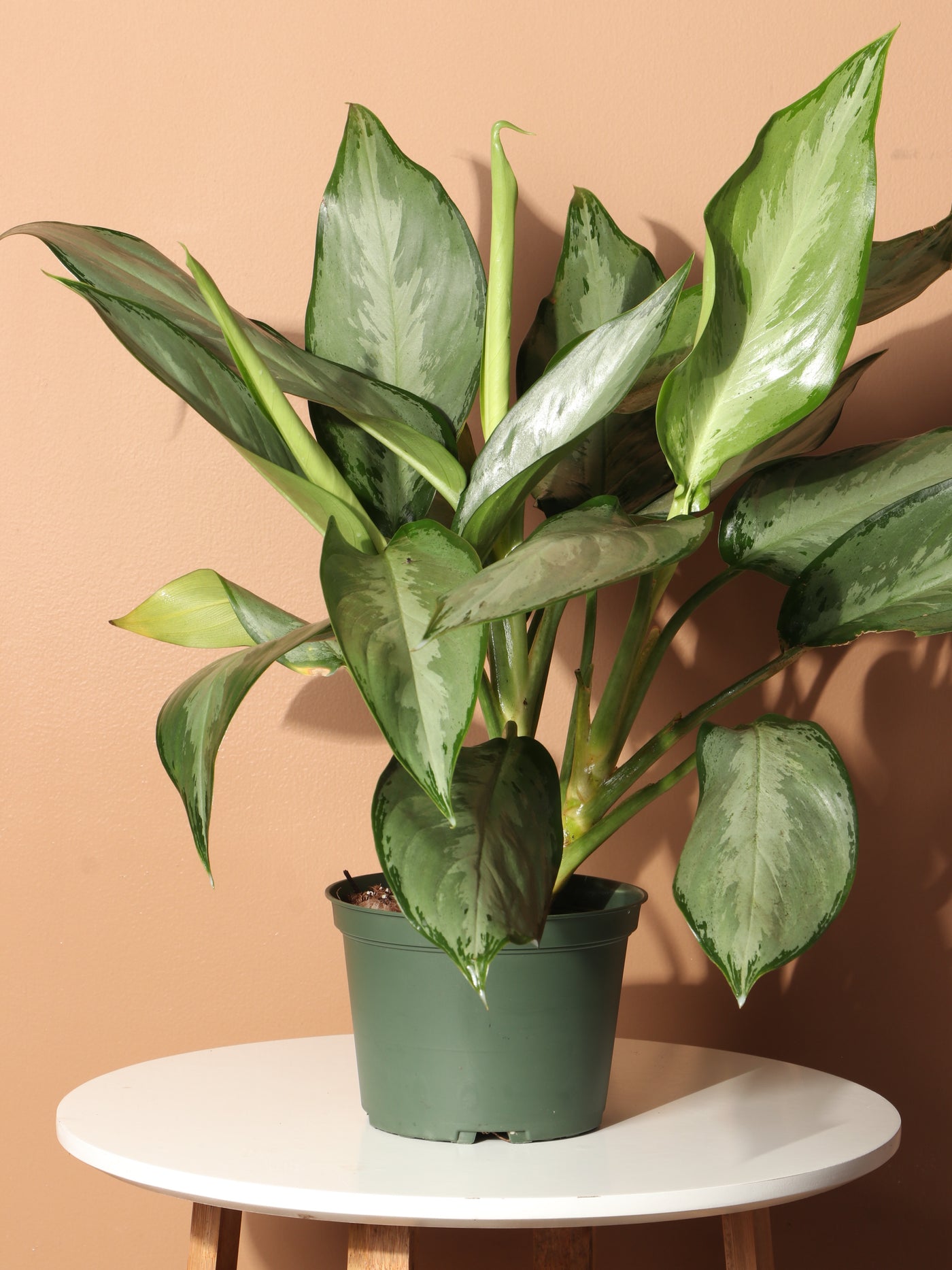 Medium Aglaonema 'silverado'
