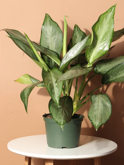 Medium Aglaonema 'silverado'