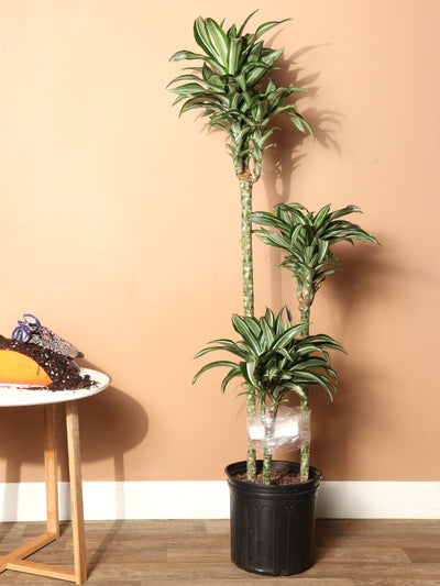 Large Dracaena 'Warneckii' Cane