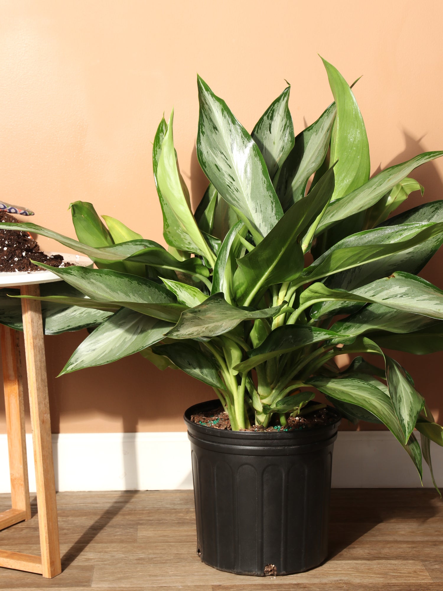big aglaonema 3-5 FT Aglaonema 'Silverado' – Dahing Plants