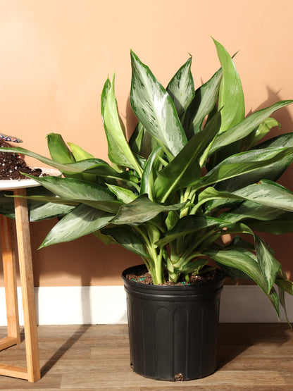 Large Aglaonema &