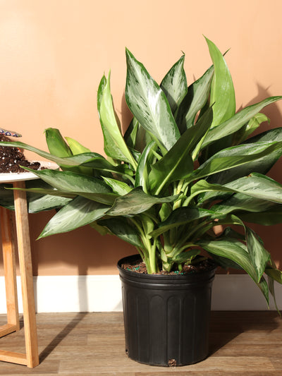 Large Aglaonema 'Silverado'