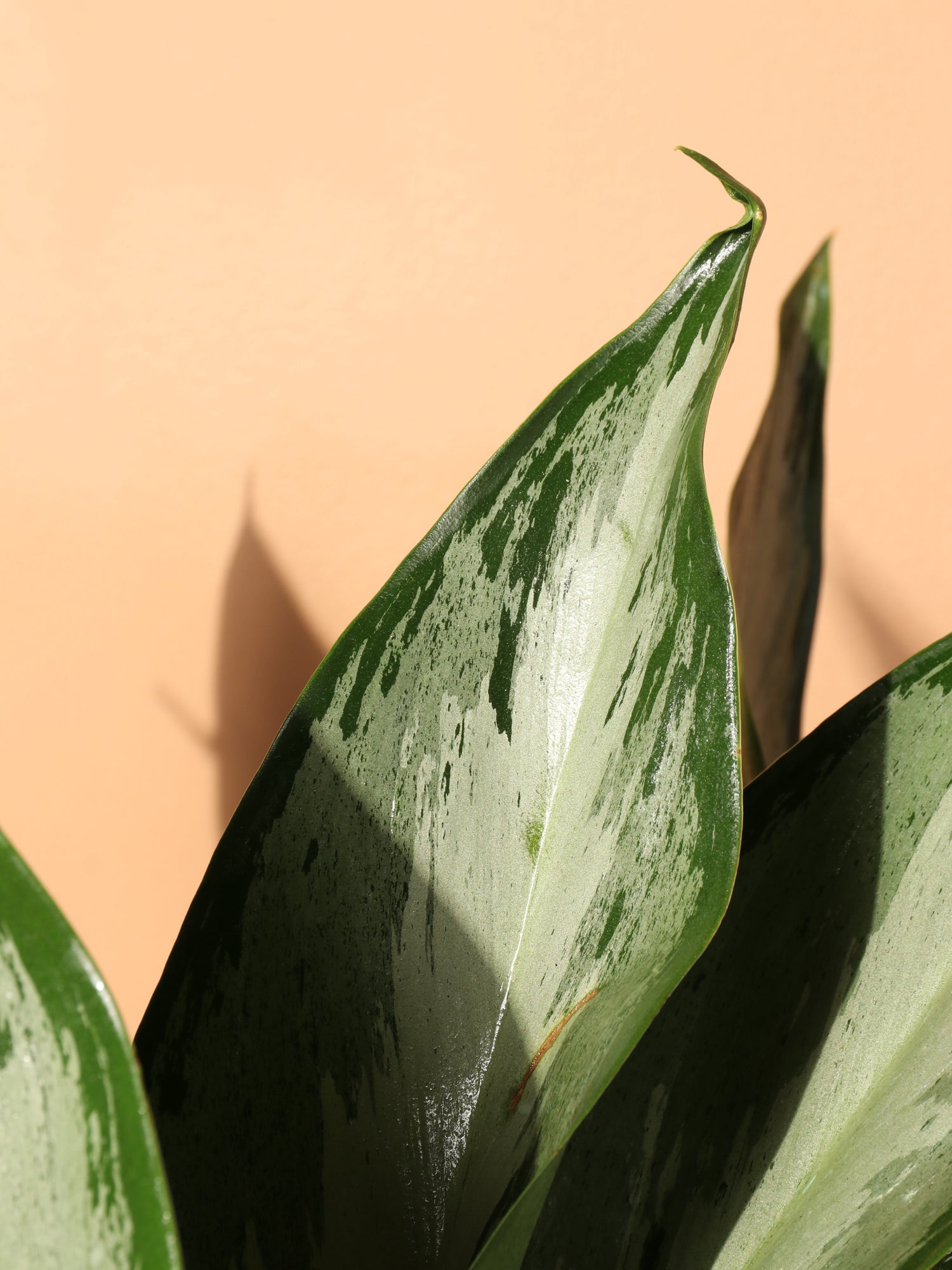 aglaonema large big leaves Large Aglaonema 'Silverado'