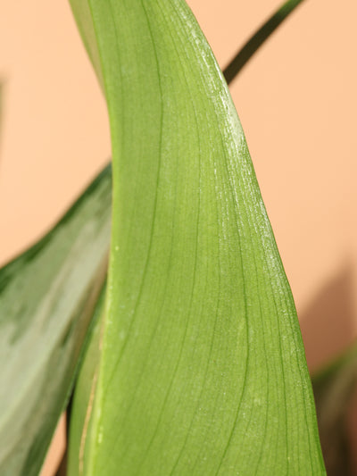 Large Aglaonema 'Silverado'