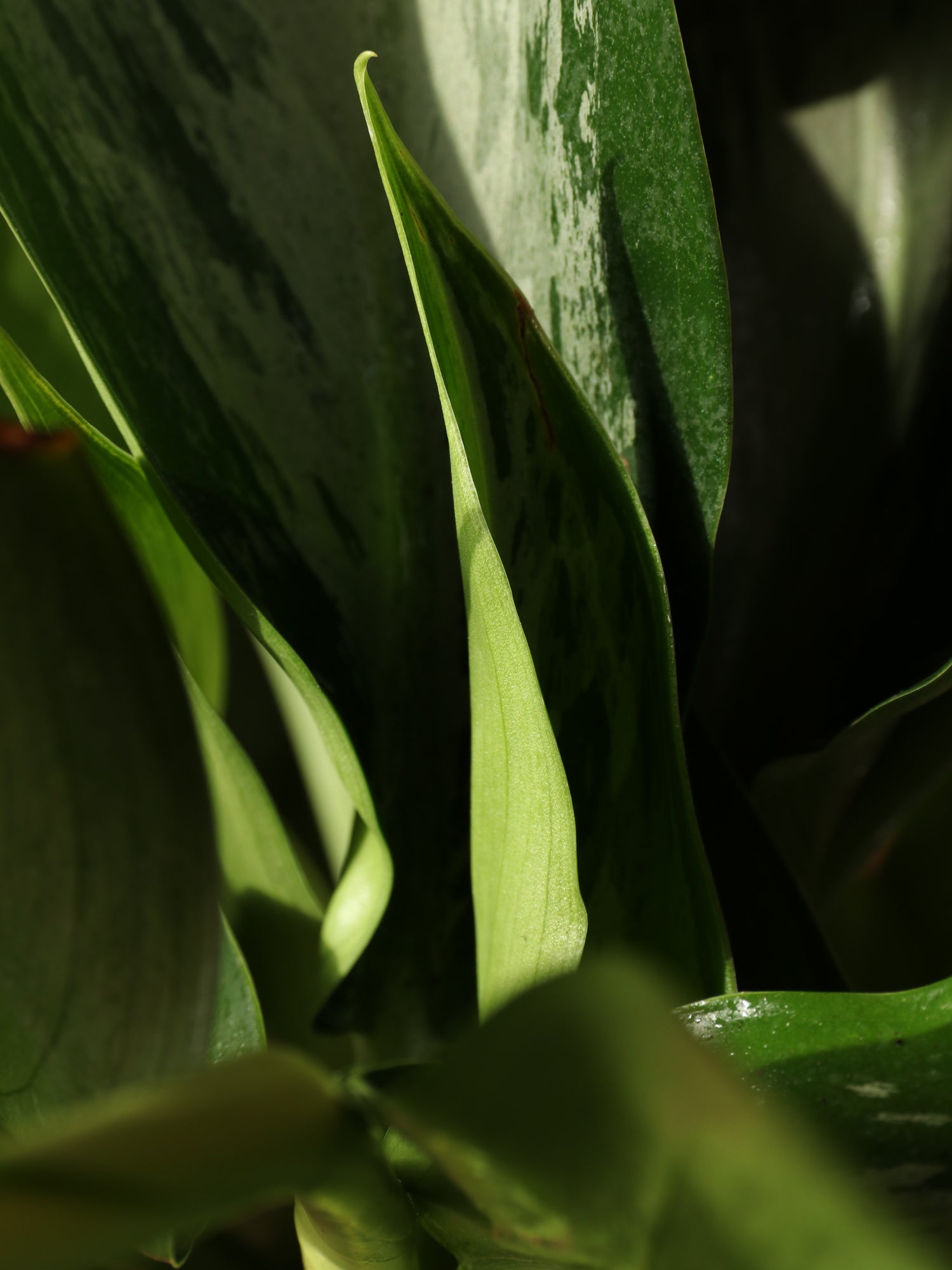 silverado aglaonema Large Aglaonema 'Silverado'