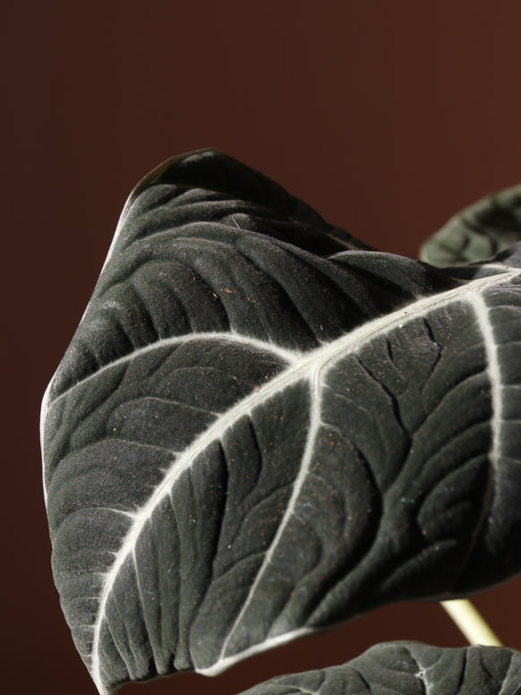 Medium Alocasia 'Black Velvet'
