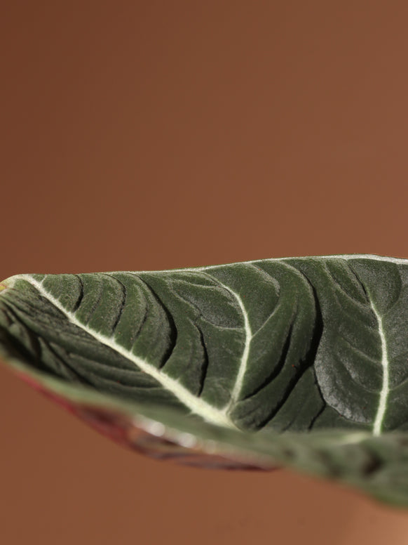 Medium Alocasia 'Black Velvet'