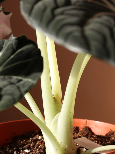 Medium Alocasia 'Black Velvet'
