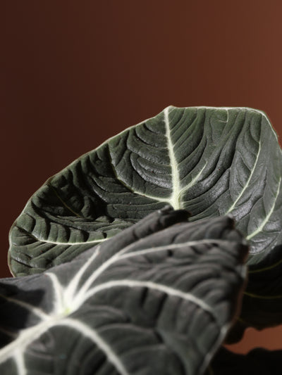 Medium Alocasia 'Black Velvet'