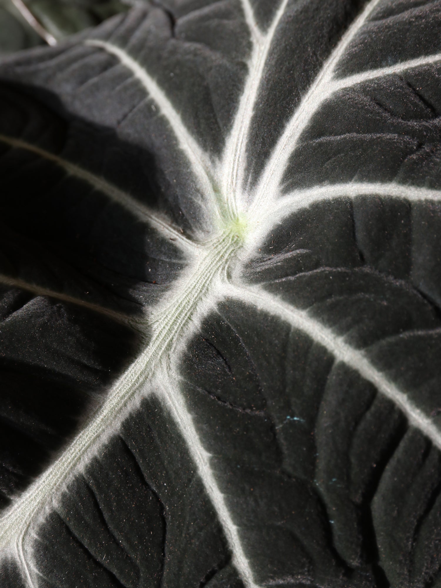 elephant ear plant black velvet Alocasia 'Black Velvet'