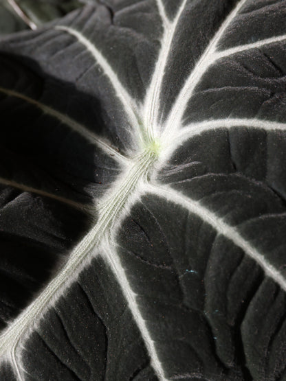 Medium Alocasia &