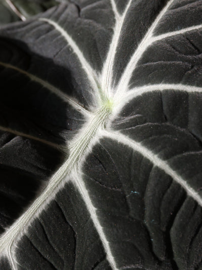 Medium Alocasia 'Black Velvet'