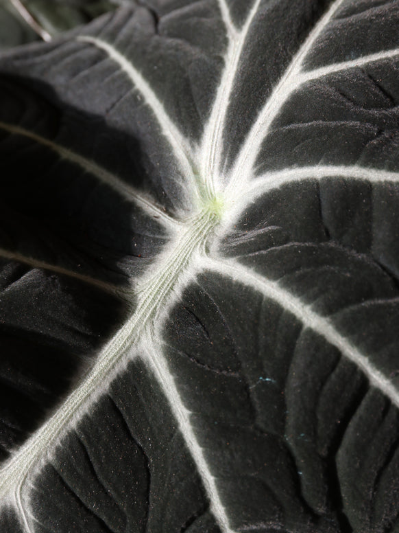 Medium Alocasia 'Black Velvet'