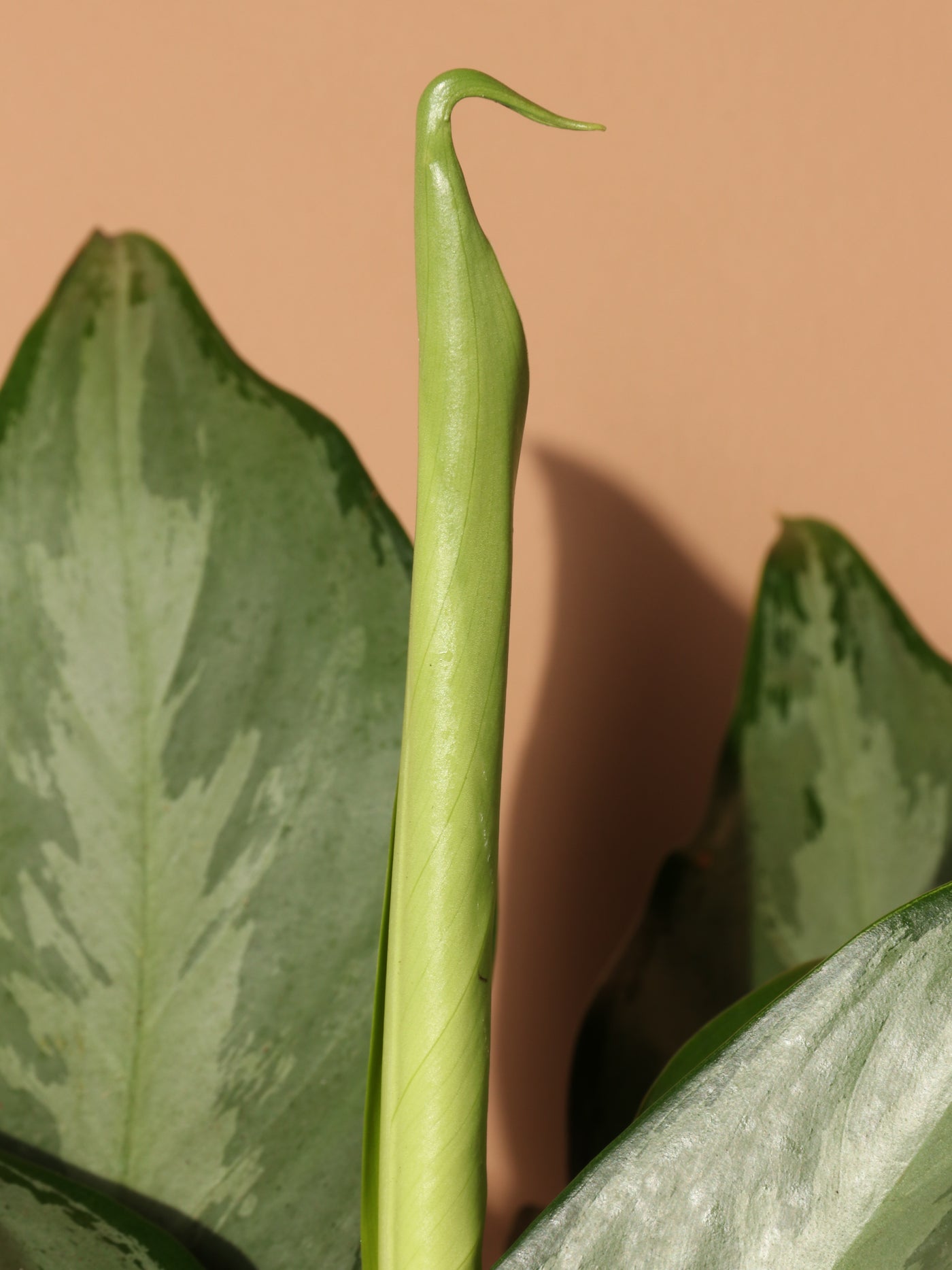 Medium Aglaonema 'silverado'