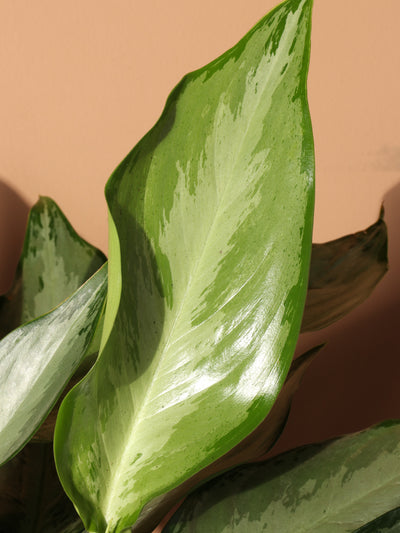 Medium Aglaonema 'silverado'