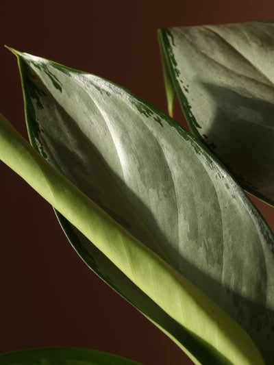 Medium Aglaonema 'silverado'