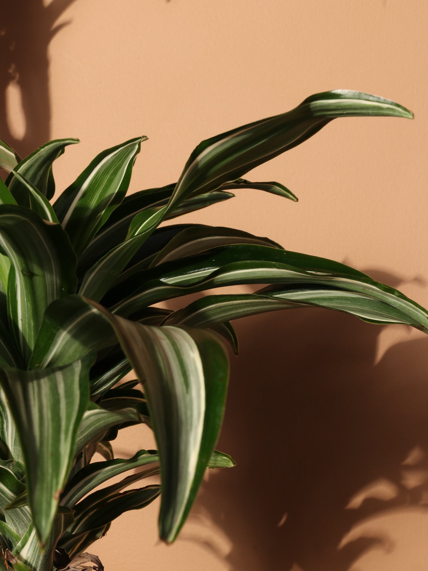 Large Dracaena 'Warneckii' Cane