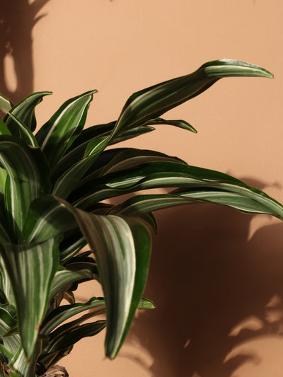 Large Dracaena 'Warneckii' Cane