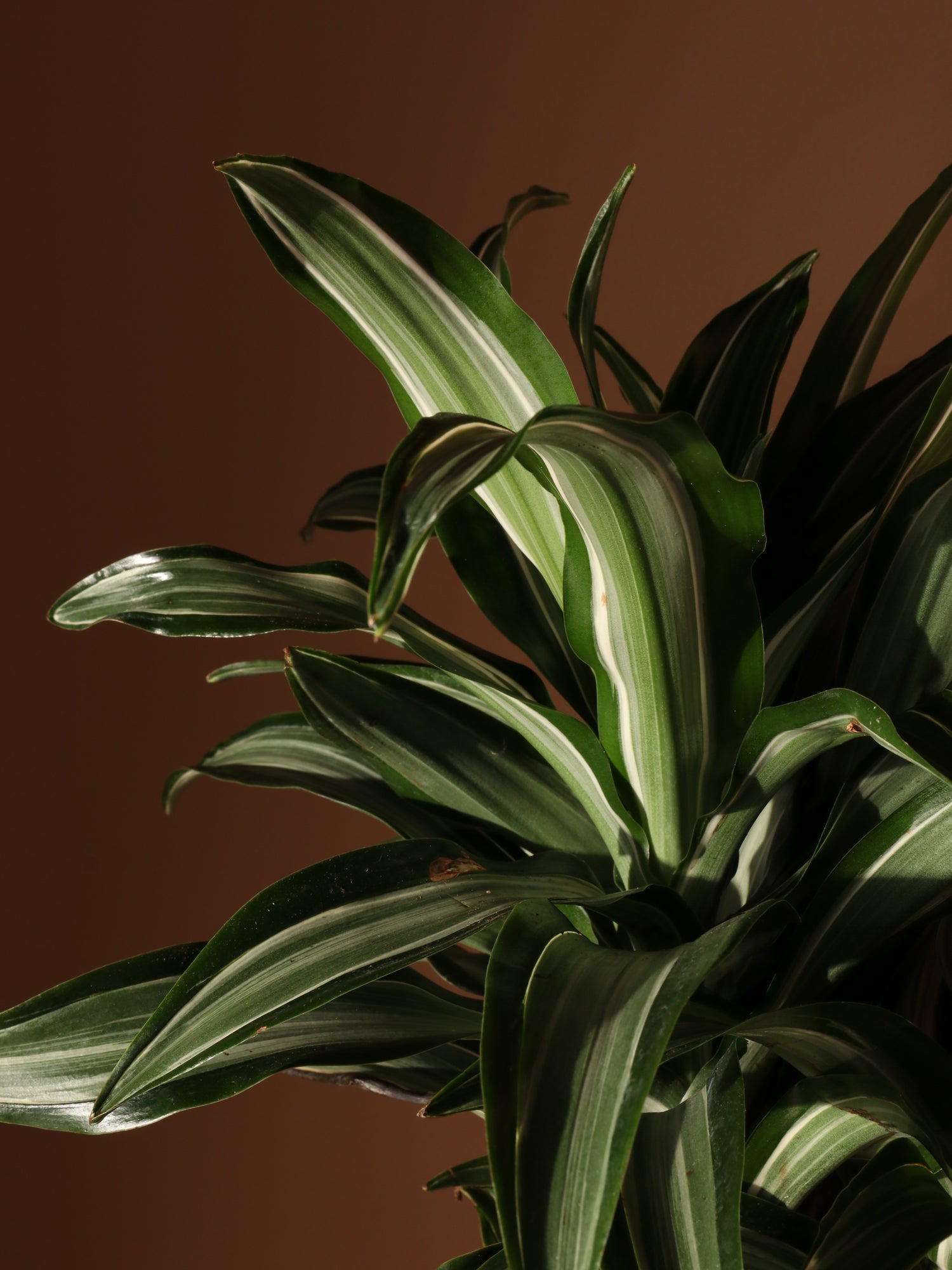 dracaena white bird cane Large Dracaena 'Warneckii' Cane