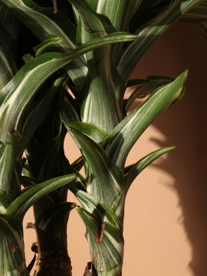 Large Dracaena &