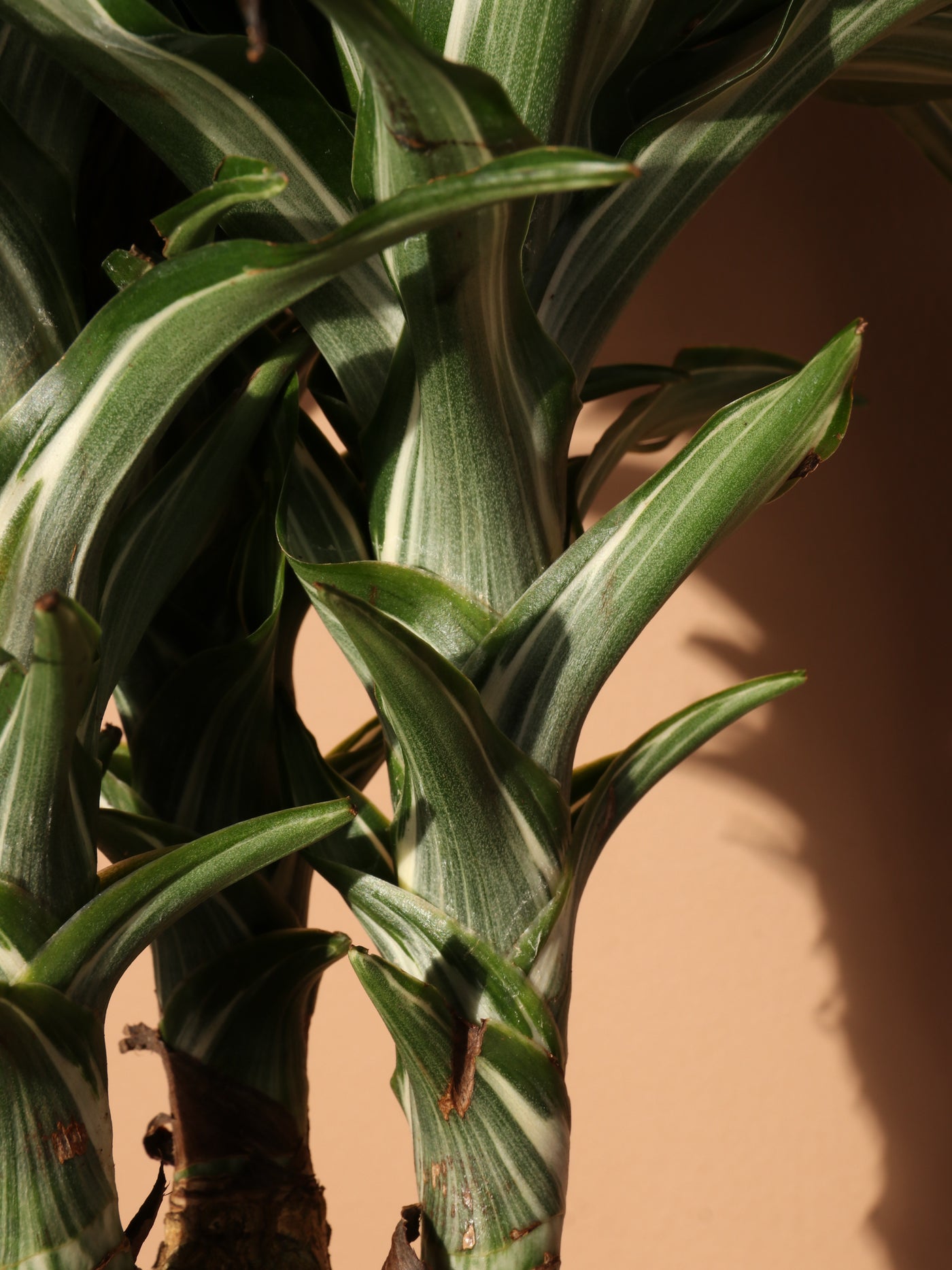 Large Dracaena 'Warneckii' Cane