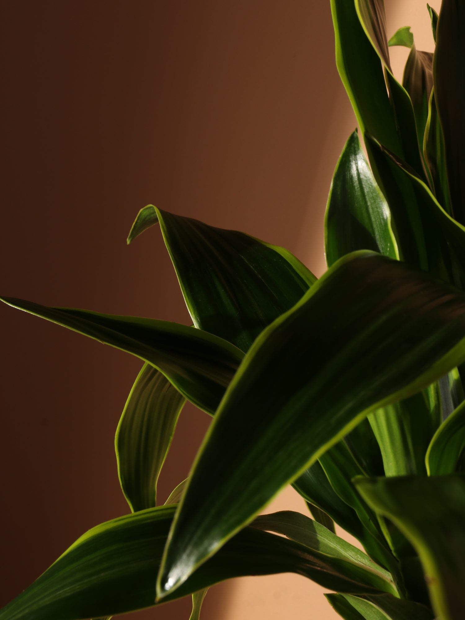 dracaena carmen cane Large Dracaena 'Carmen' Cane