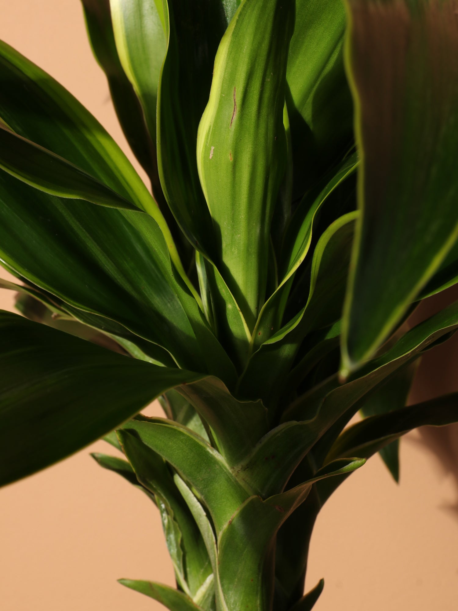 dracaena carmen plant Large Dracaena 'Carmen' Cane