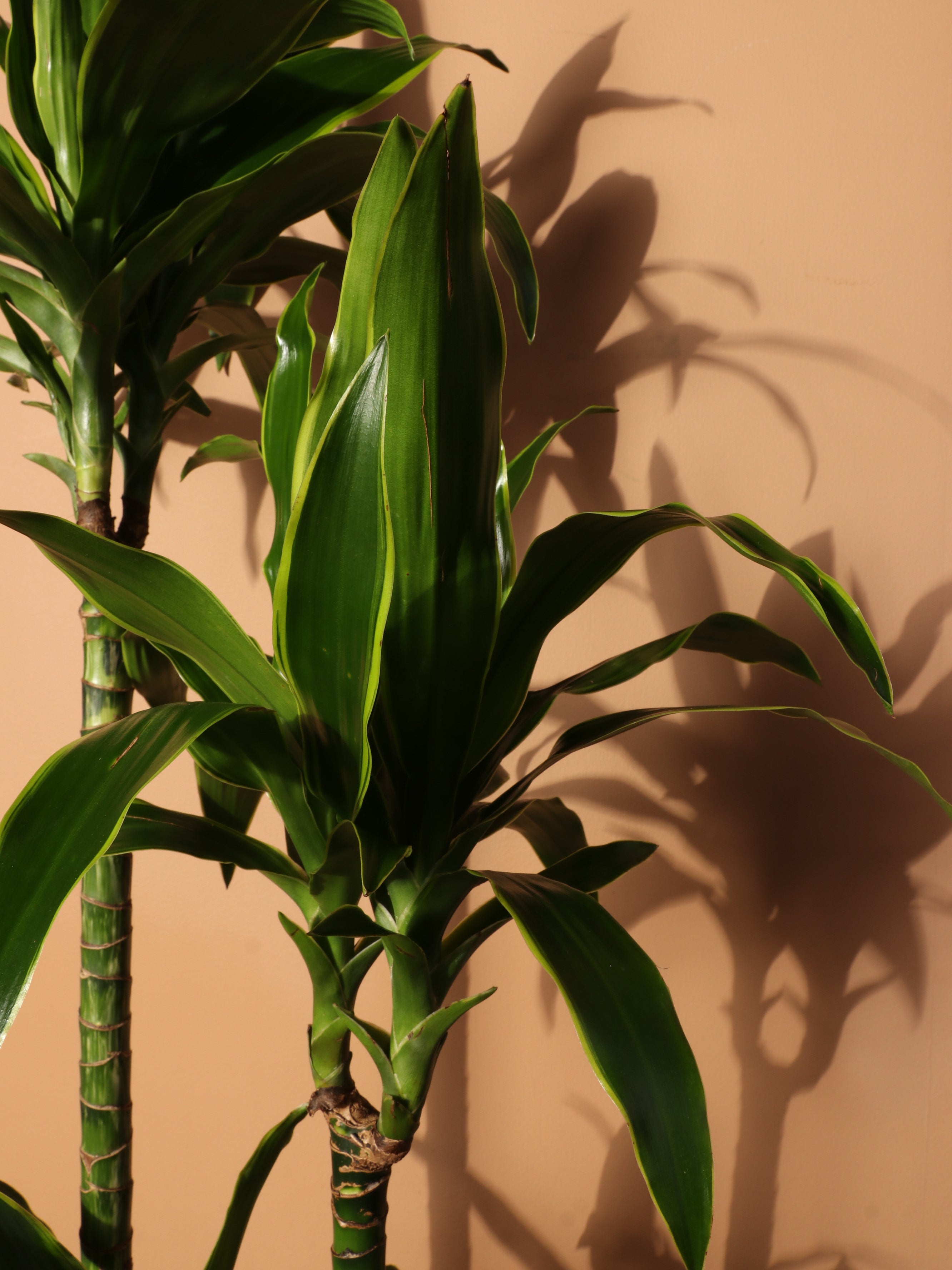 Large Dracaena 'Carmen' Cane