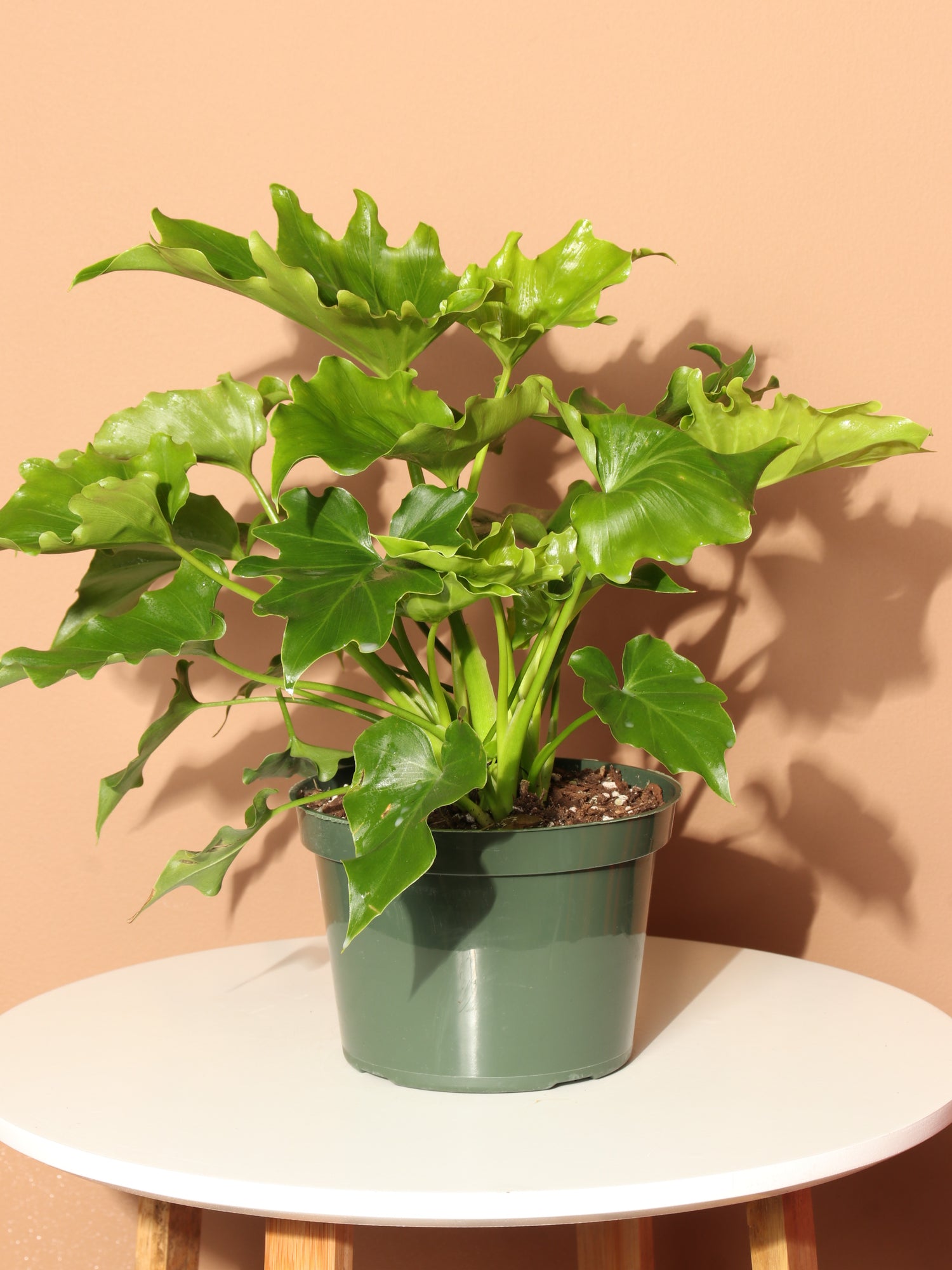 benefits of split leaf philodendron Medium Philodendron 'Lickety Split' – Dahing Plants