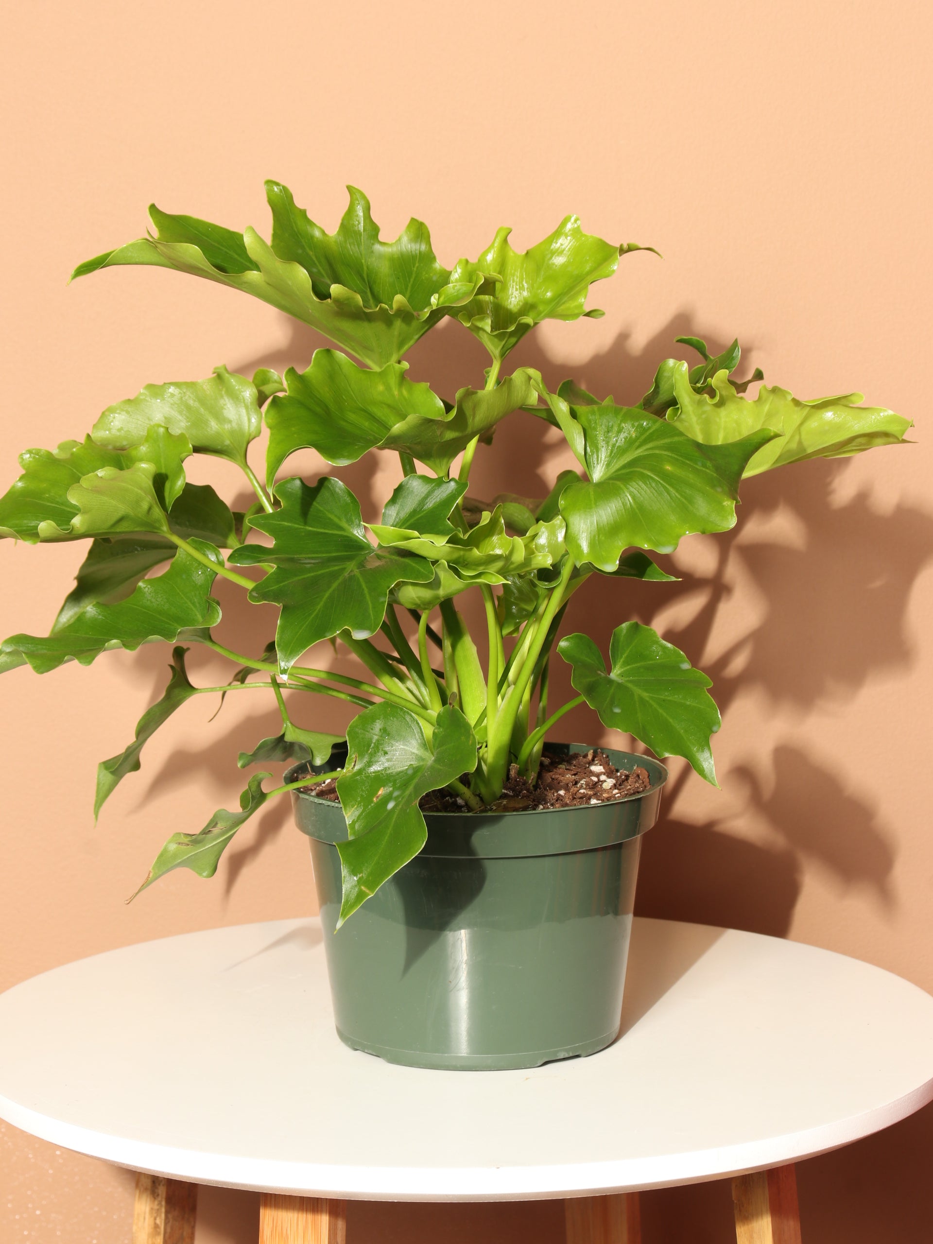 how to tell when lickity-split philodendrons need water Medium Philodendron 'Lickety Split' – Dahing Plants