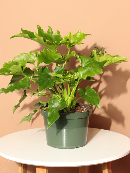 Medium Philodendron &
