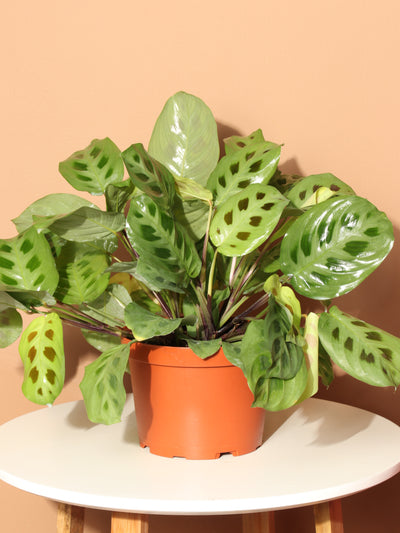 Medium Maranta Leuconeura