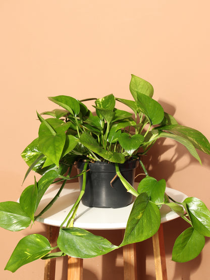 Medium Golden Pothos