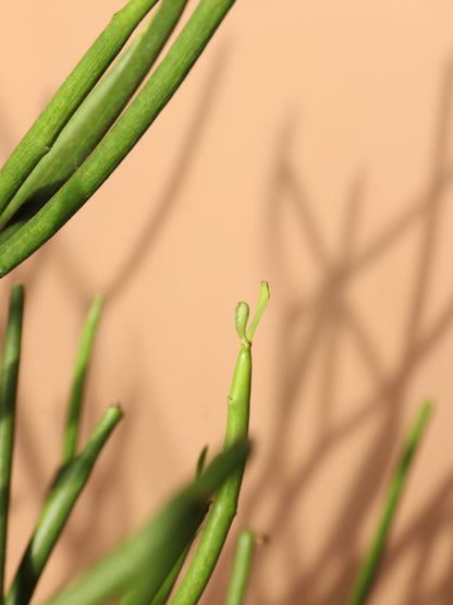 Medium Pencil Cactus
