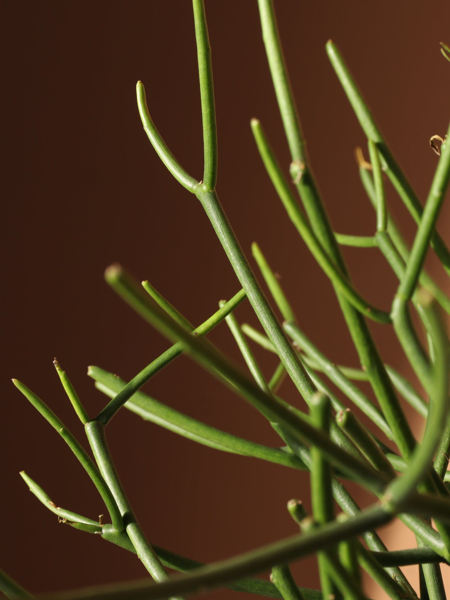 caring for pencil cactus Buy Medium Pencil Cactus Online | Indoor Succulent