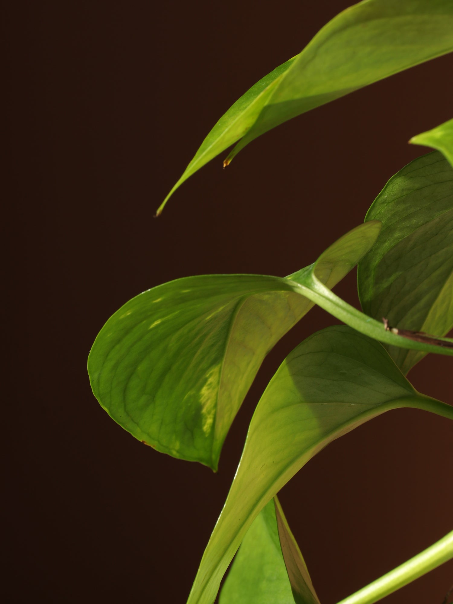 Medium Golden Pothos