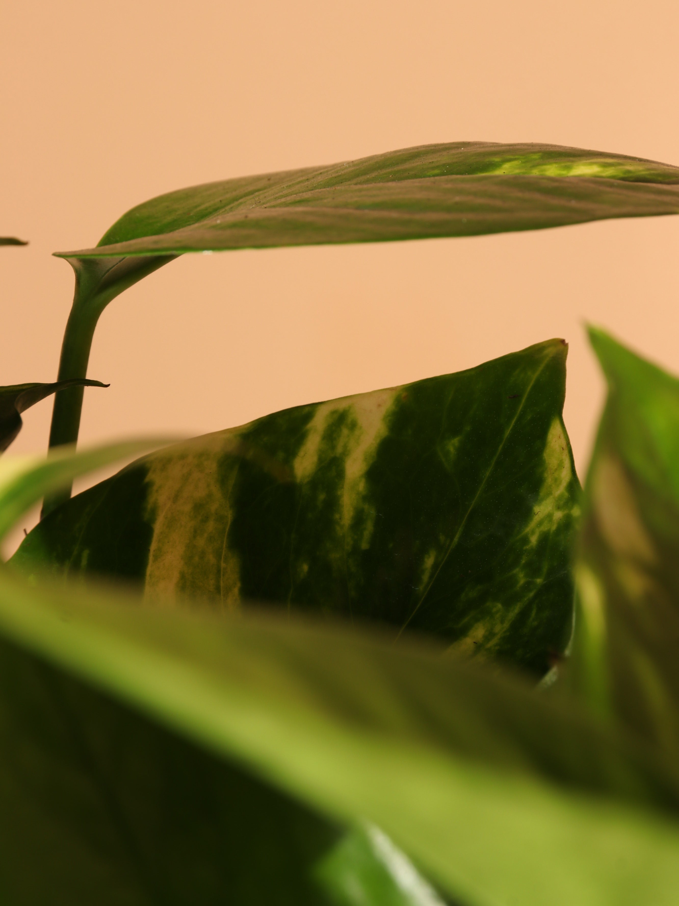 Medium Golden Pothos