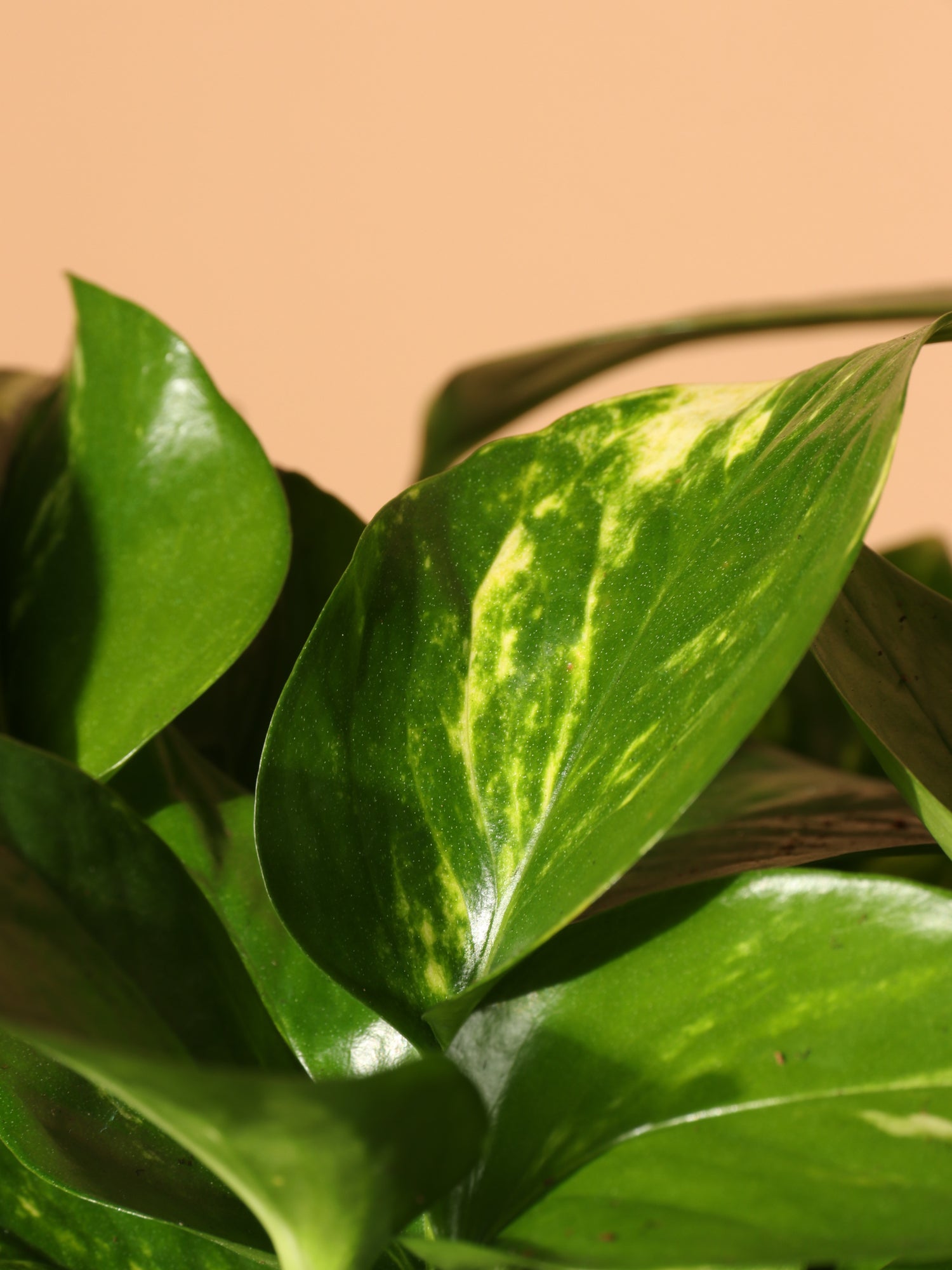 Medium Golden Pothos