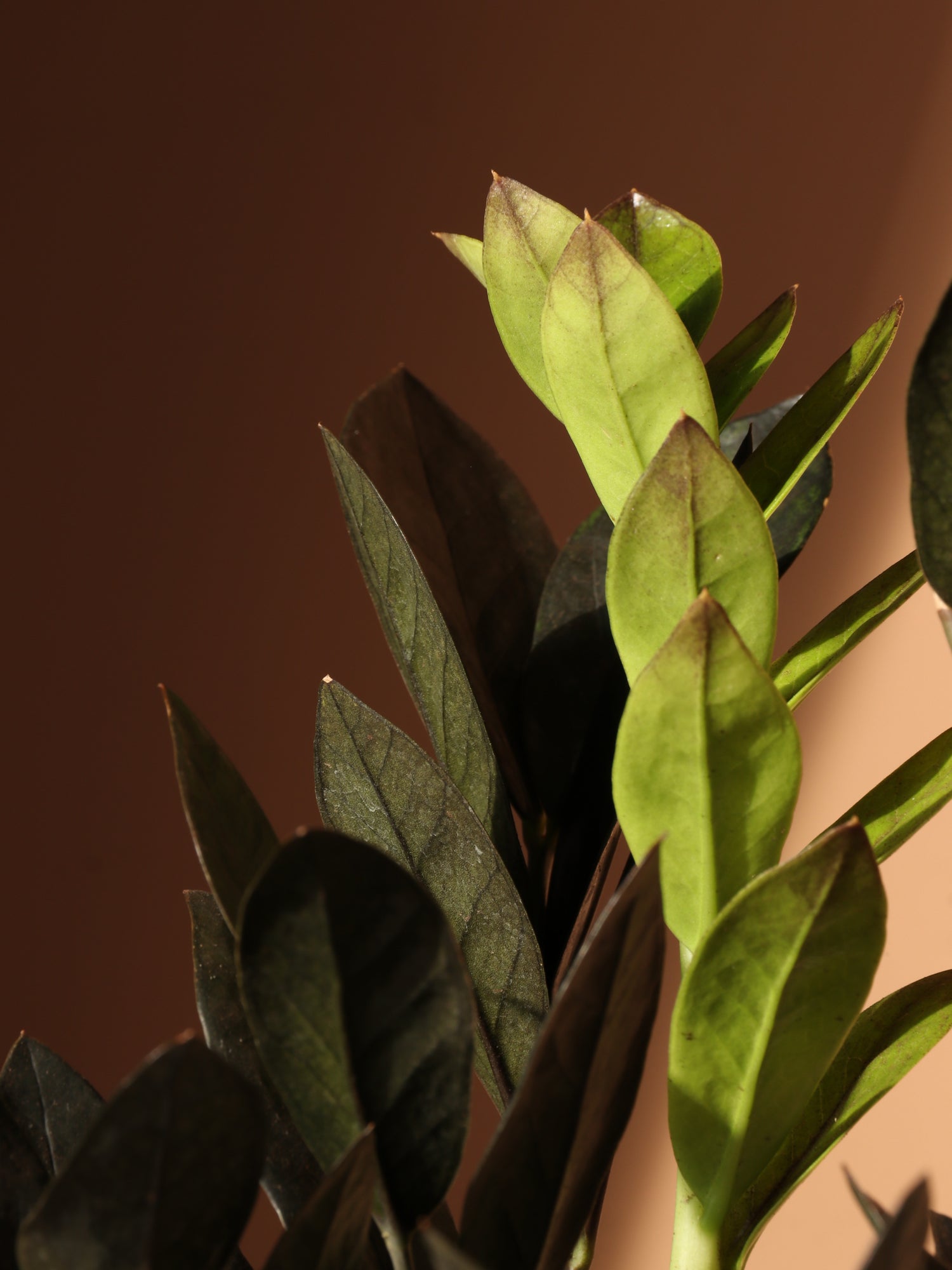brown zz plant leaves Buy Black Raven ZZ Plant Online | Low Light Plant