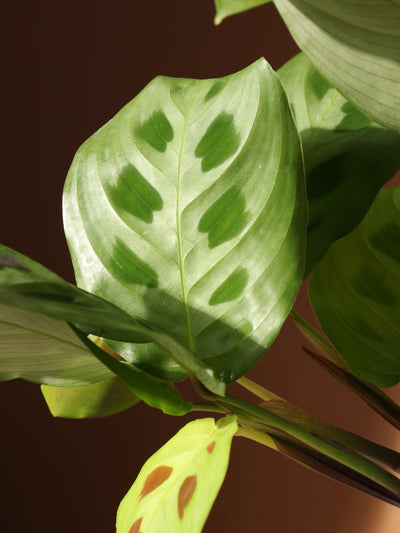 Medium Maranta Leuconeura