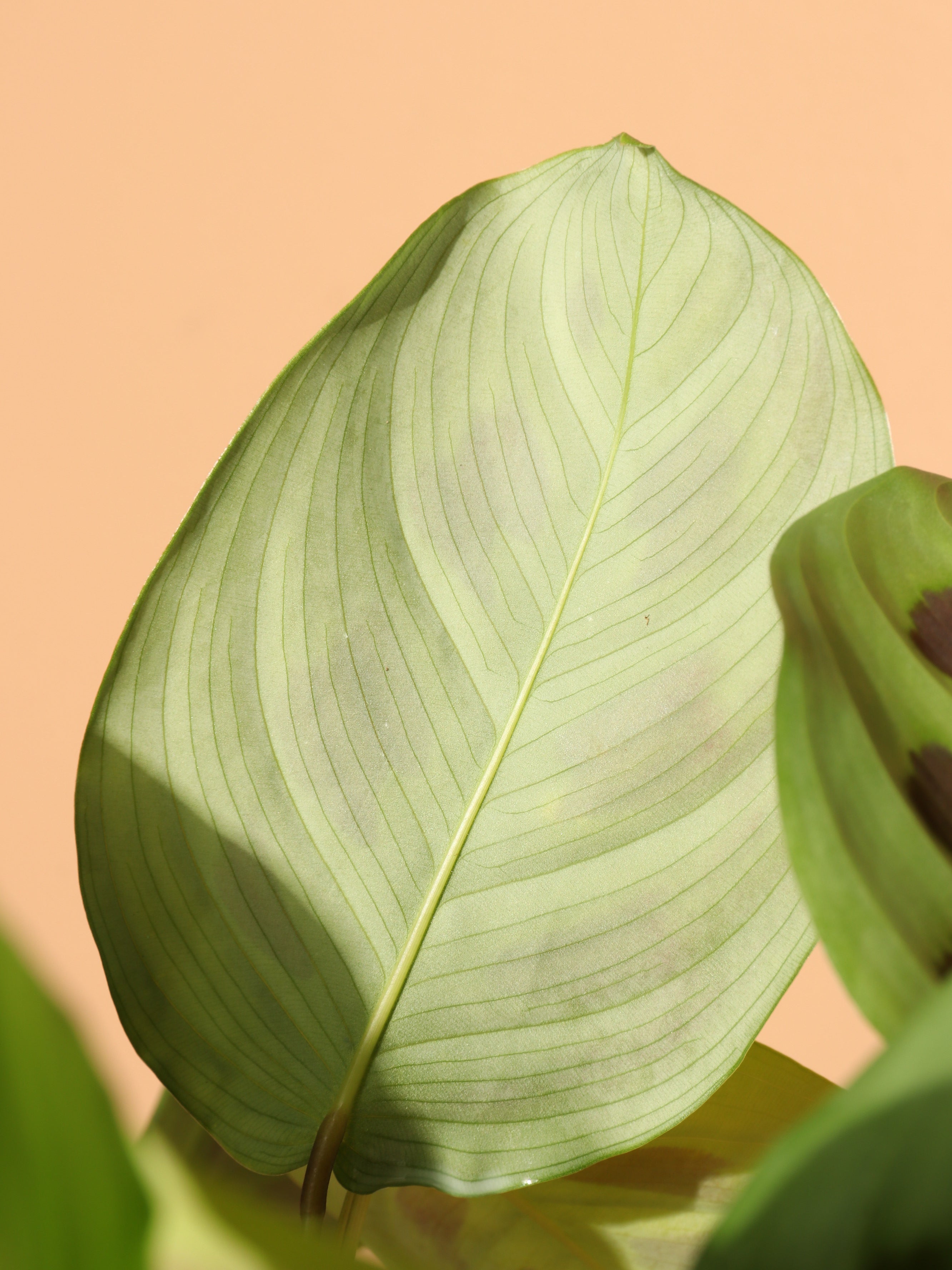 Dahing Plants Maranta Leuconeura - Thumbnail 2