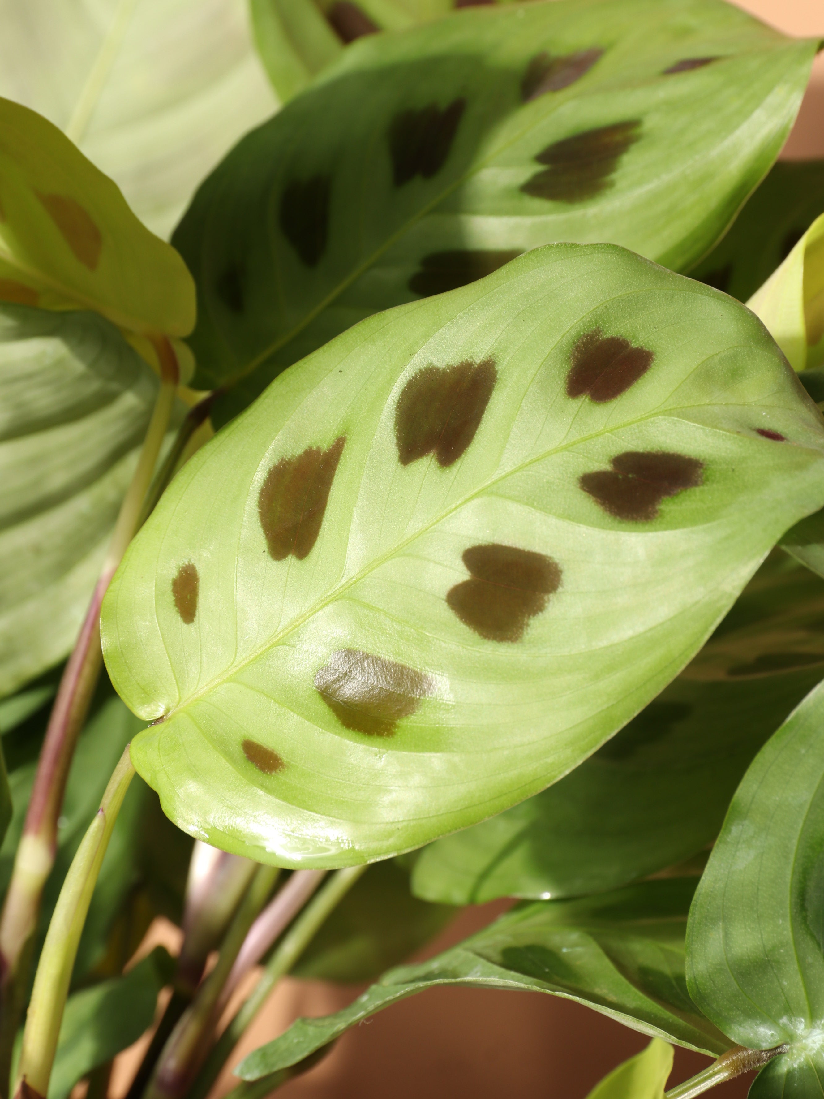 Dahing Plants Maranta Leuconeura