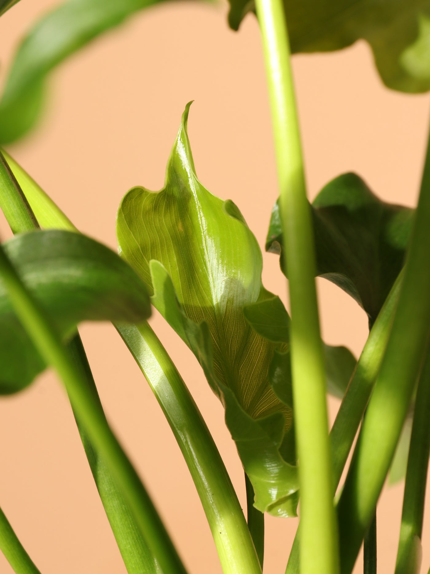 Medium Philodendron 'Lickety Split'