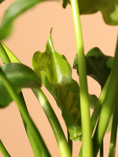Medium Philodendron 'Lickety Split'