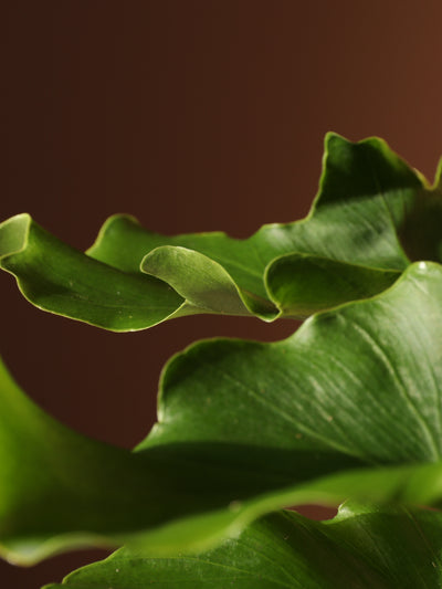 Medium Philodendron 'Lickety Split'