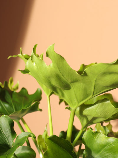 Medium Philodendron 'Lickety Split'