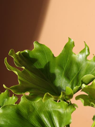 Medium Philodendron 'Lickety Split'